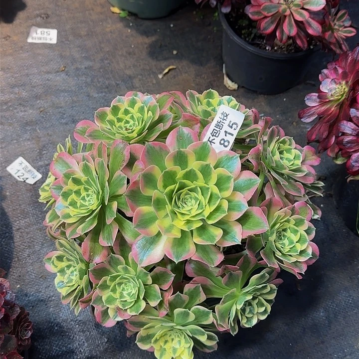 815多肉法师锦111