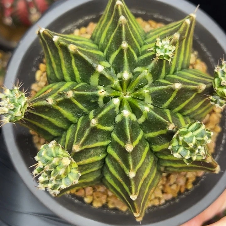 普卡家黑骑士 母本不出出侧