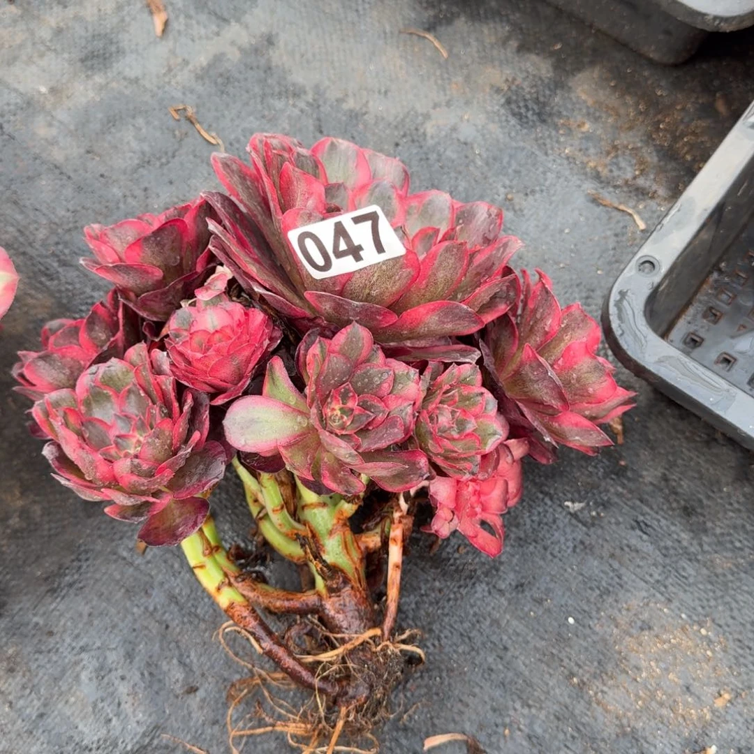 用***8047多肉植物魅金玫瑰锦