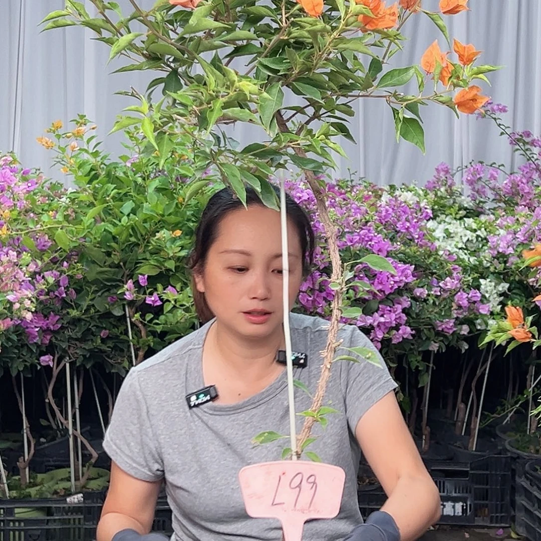 辉***俊当前无花栽培后可以开花L99橙桑巴