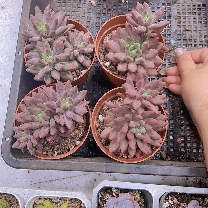大车厘子样品19包邮