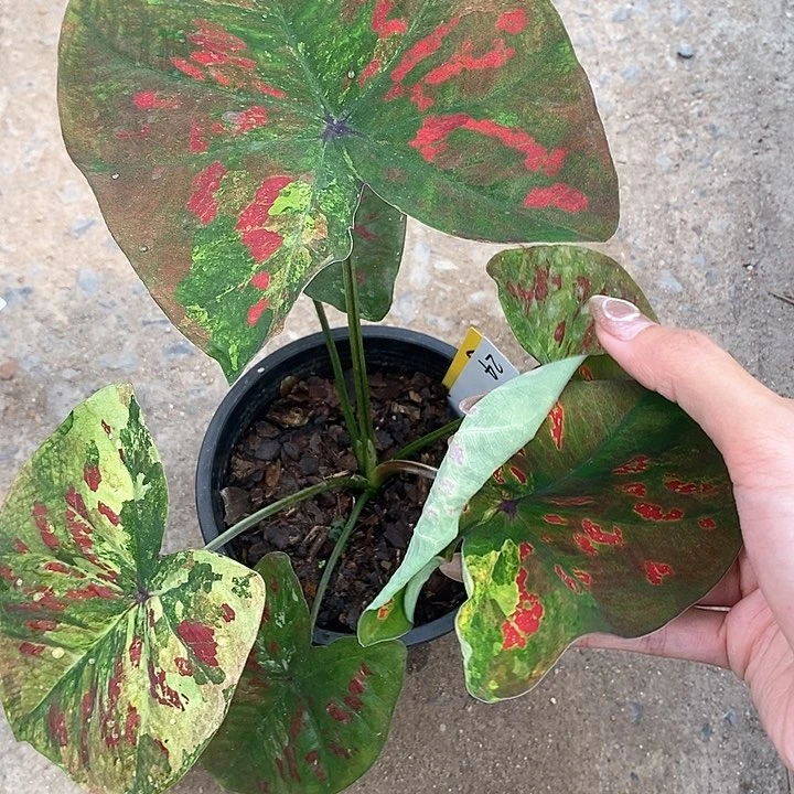 泰国彩叶 24-0131