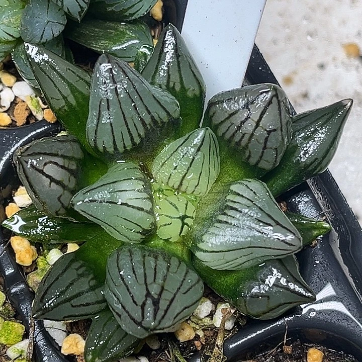 248短肥西瓜寿云窗脱土发货