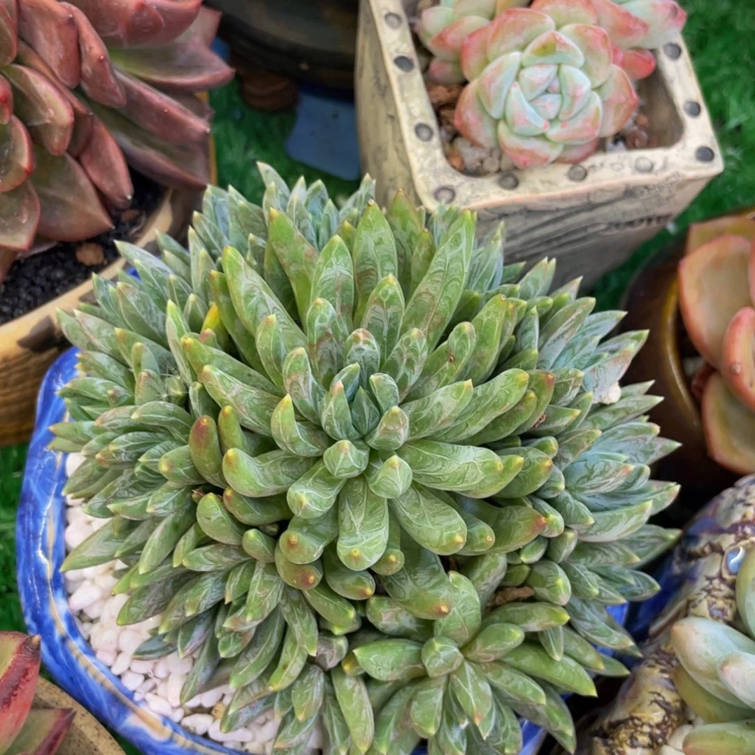 多肉植物盆栽多肉