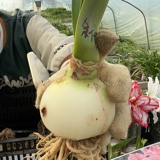 条纹戴斯6.5-7厘米