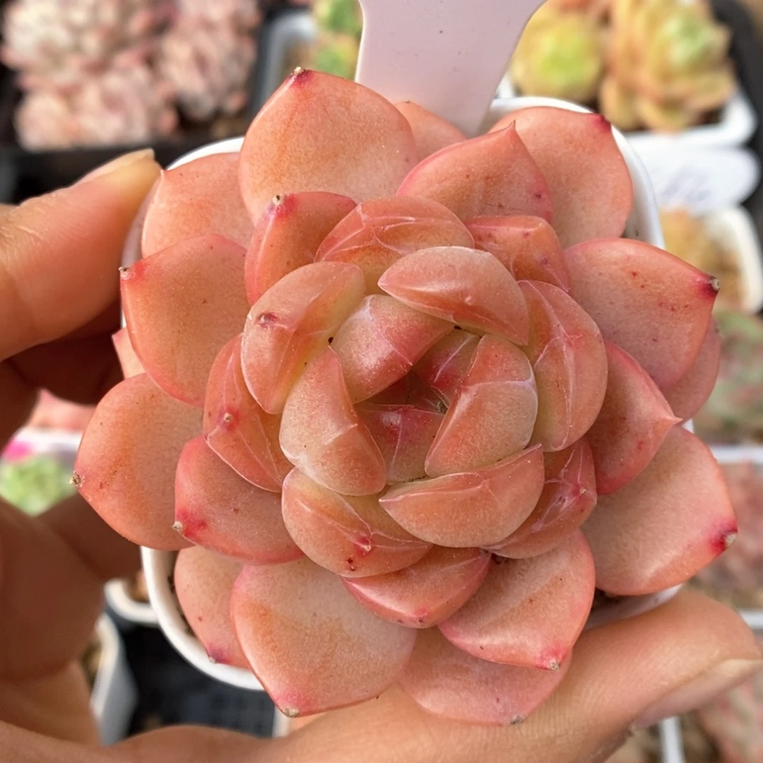 琴心可拍226号。