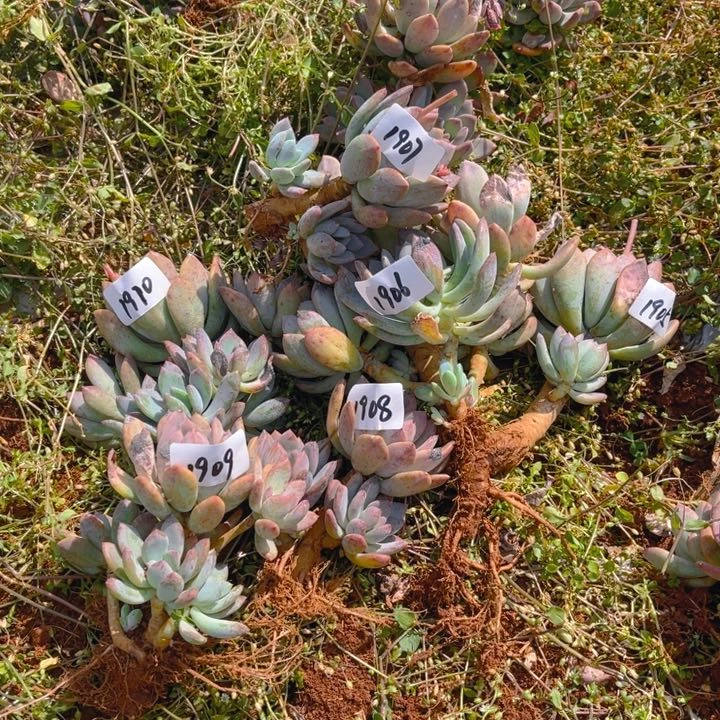 正****琪1905-1910灰姑娘6颗（不售后）