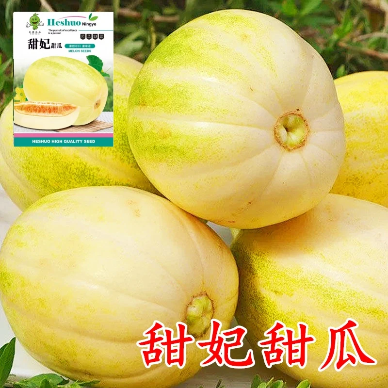 甜瓜香瓜种籽东北香瓜甜妃种籽薄皮高糖四季播阳台基地播水果种子