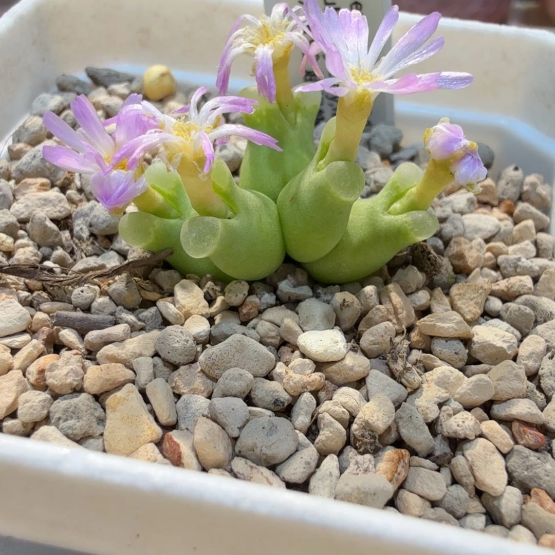 多肉多肉多肉11.14-029 超级奶瓶SB1141