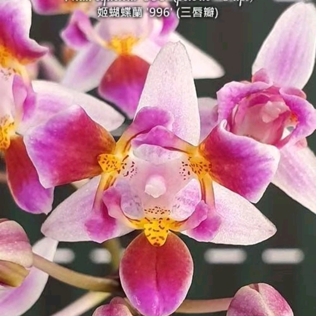 姬蝴蝶兰996(三唇瓣)  苗