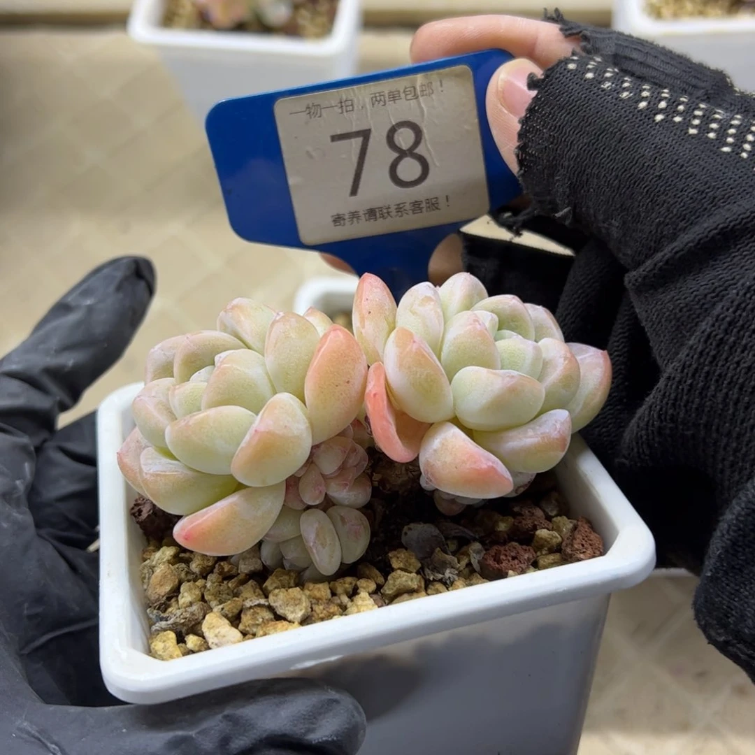 红陶78号多肉植物