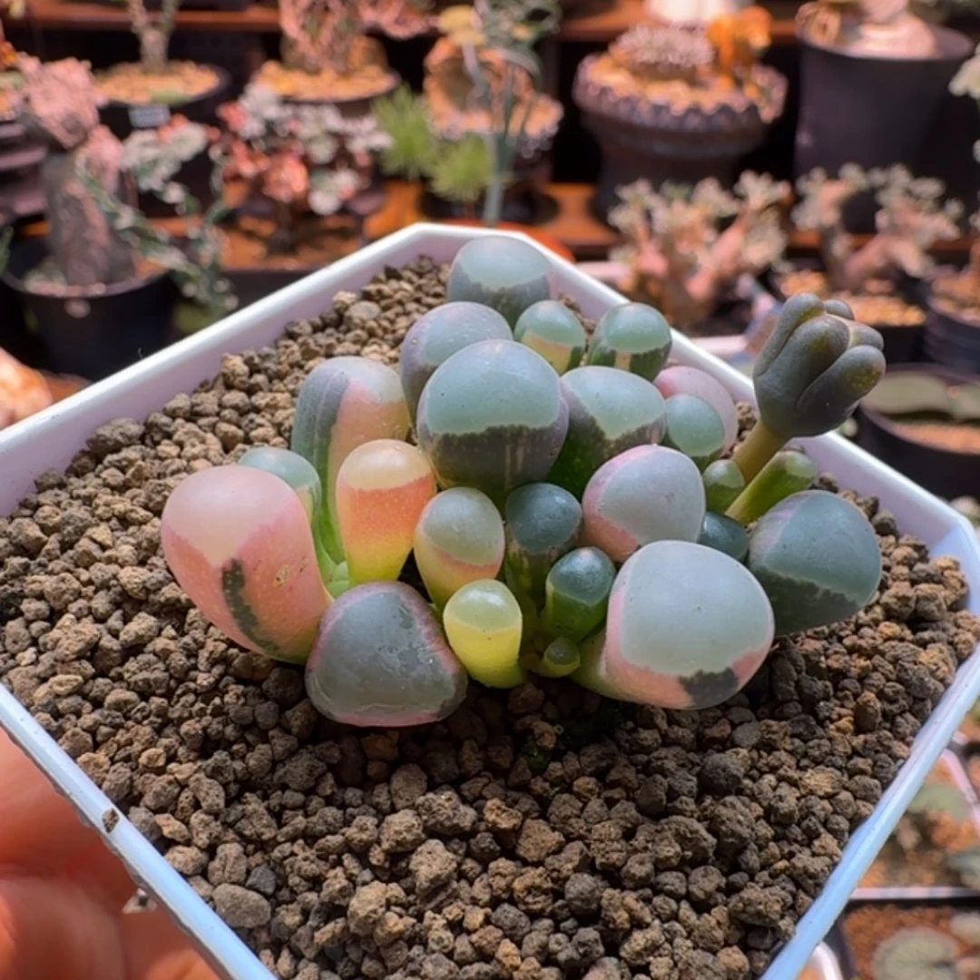 五十铃玉锦749 仙人掌