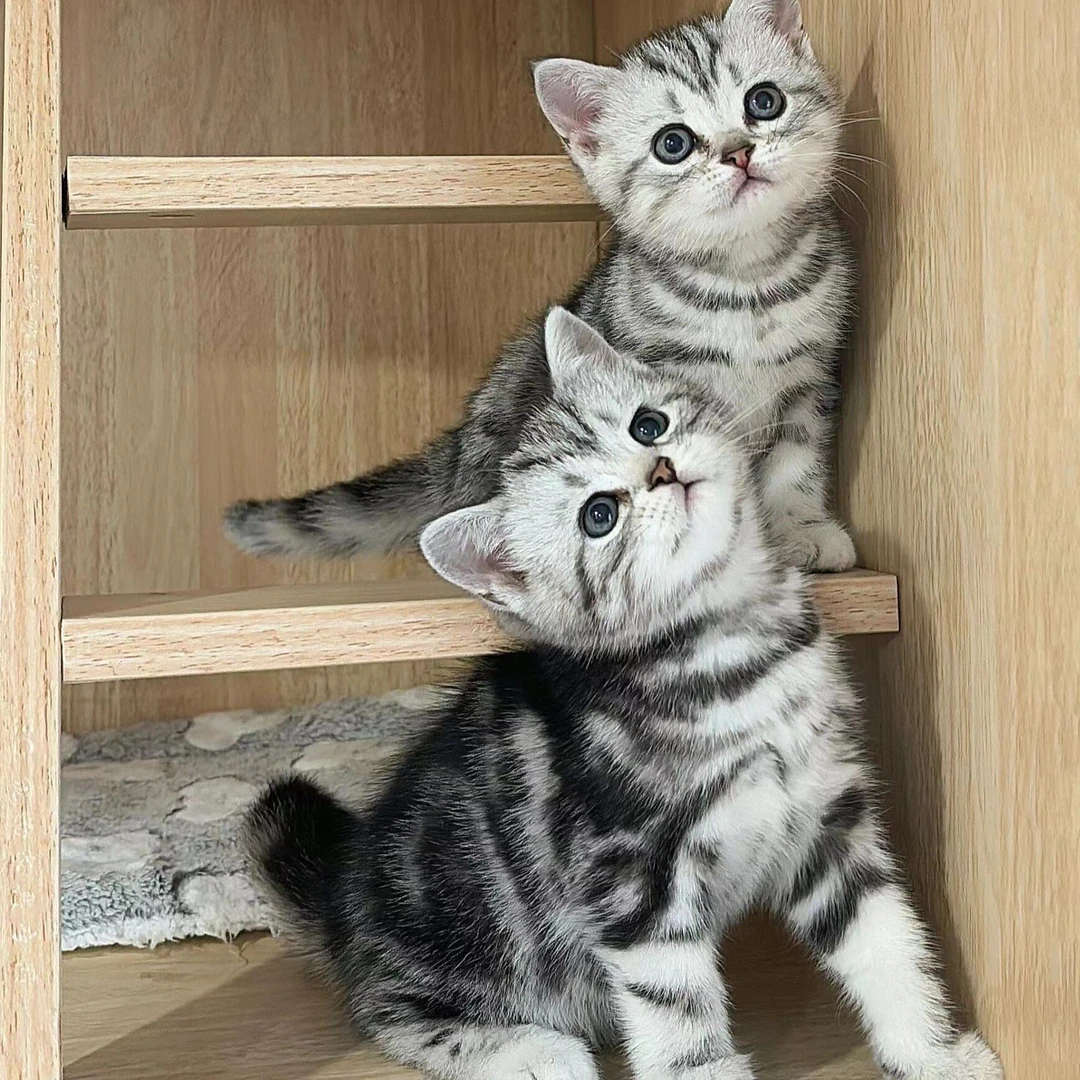 银色虎斑英短猫宠物活体