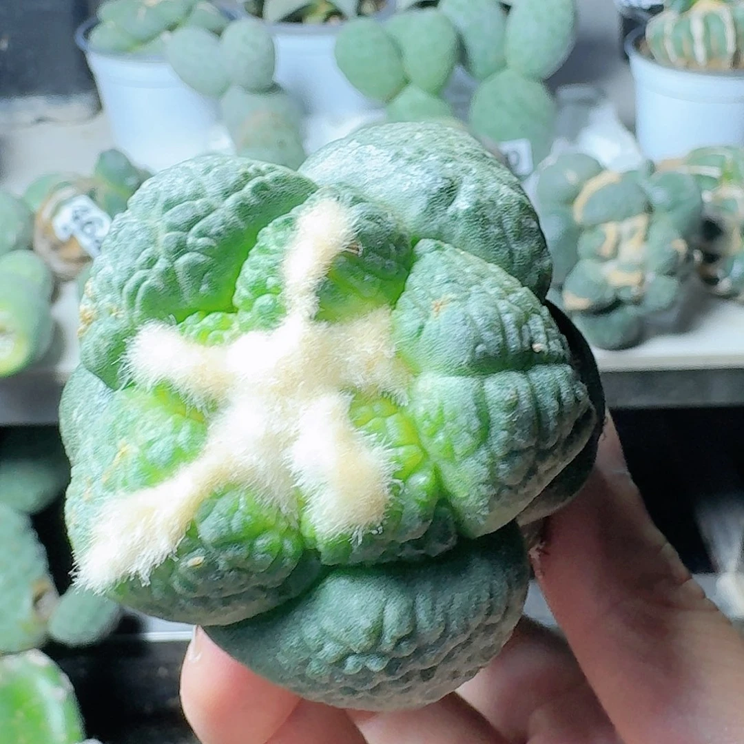 【闪购商品】无花朵雨*大尤连山564