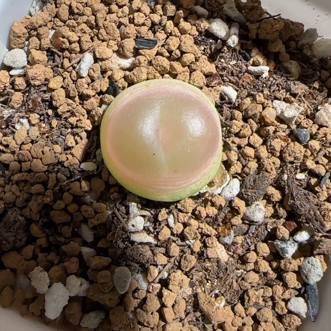 肉锥多肉植物组合-sh1200拉登1362