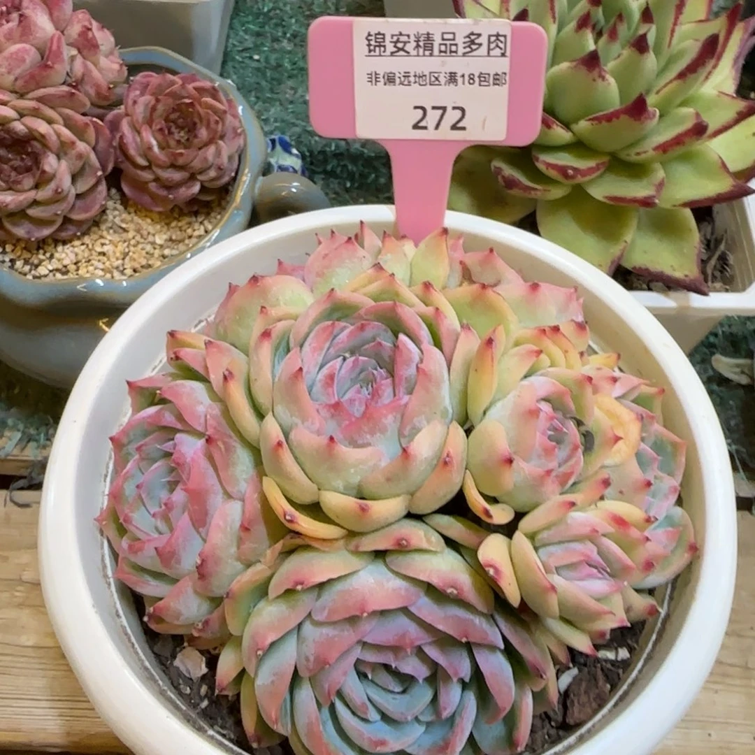 锦安精品多肉植物272