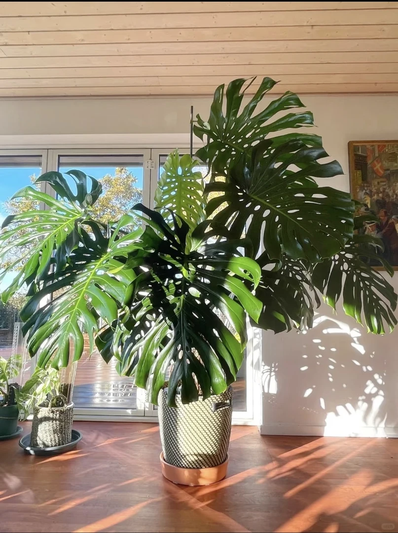 植物时光老桩龟背竹高端绿植耐热耐晒庭院阳台均可养护