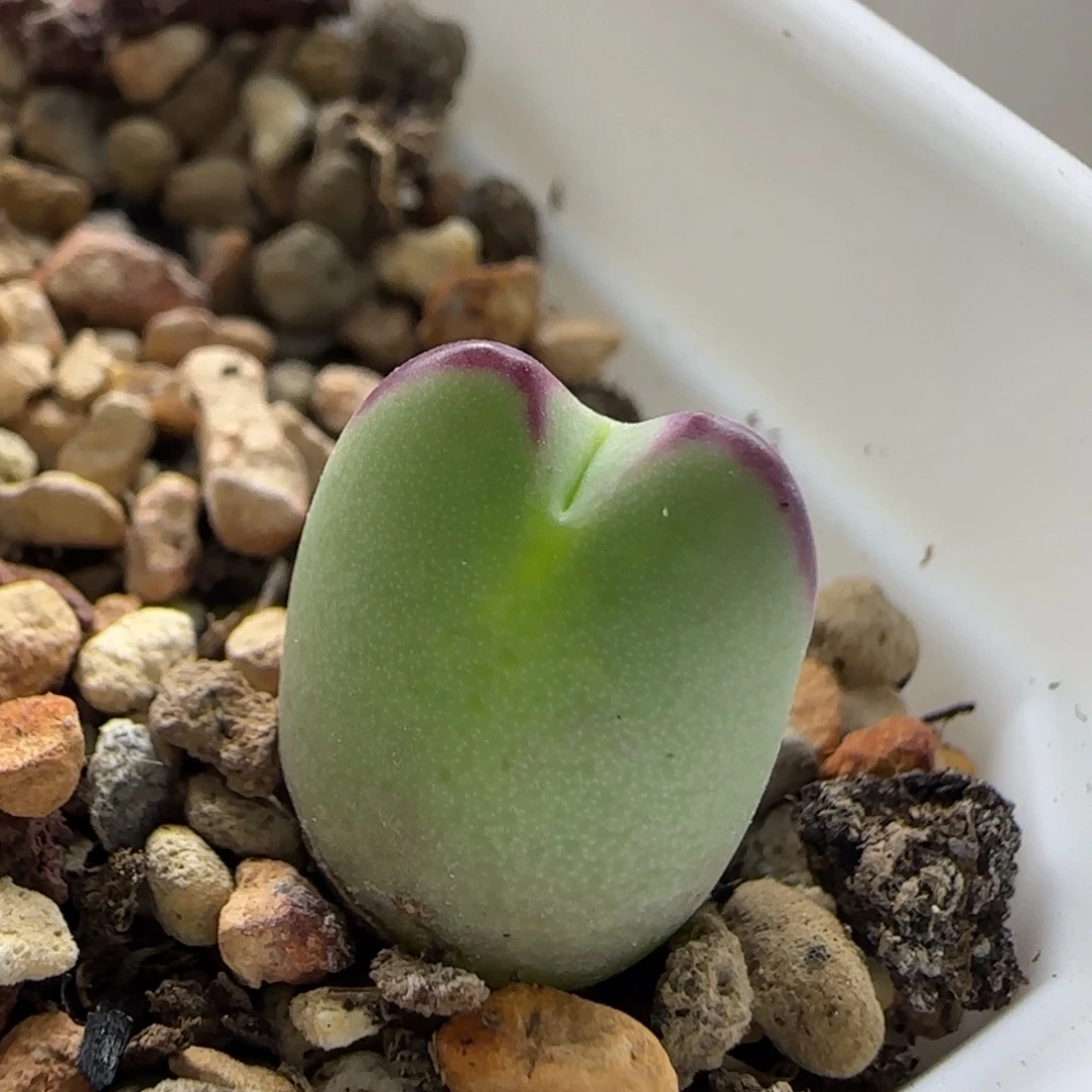 10-30-1-5当天满38包邮白花大枪后代有疤脱土