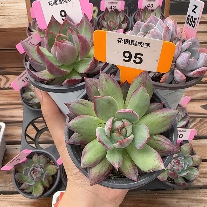 宁***光9、95、Z695 惊鸿仙子多肉植物星影