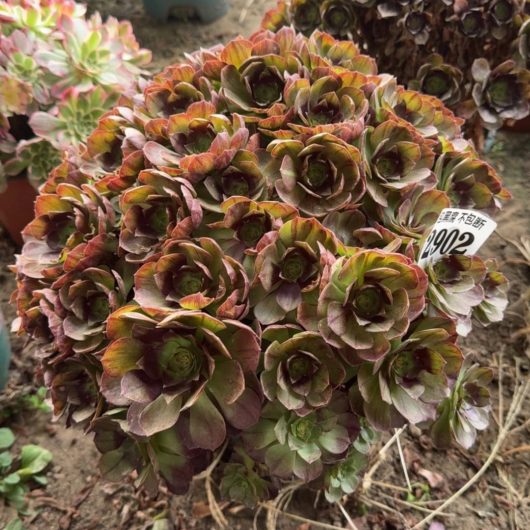 17-13法师万黑2902