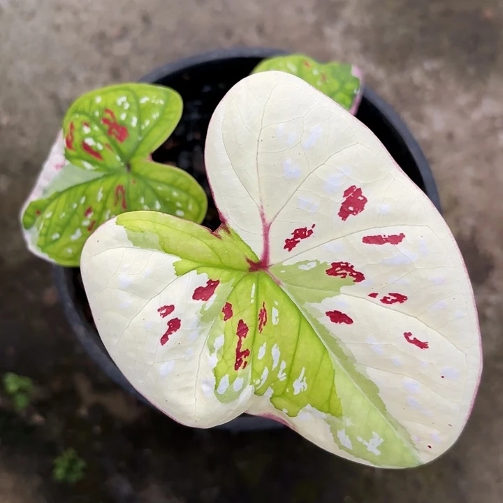 58-1124紫罗兰广东现货