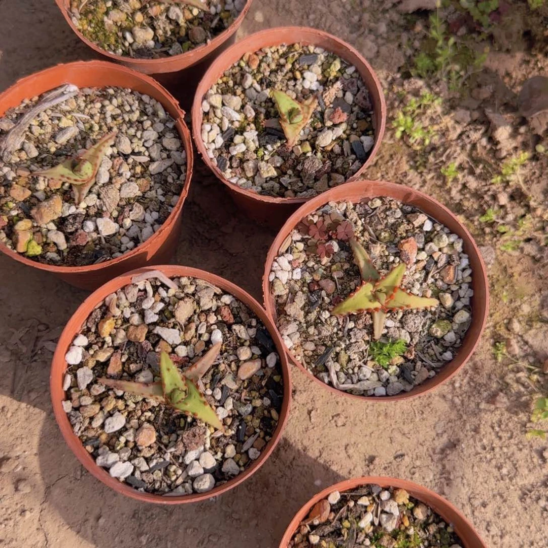 块根植物块根植物