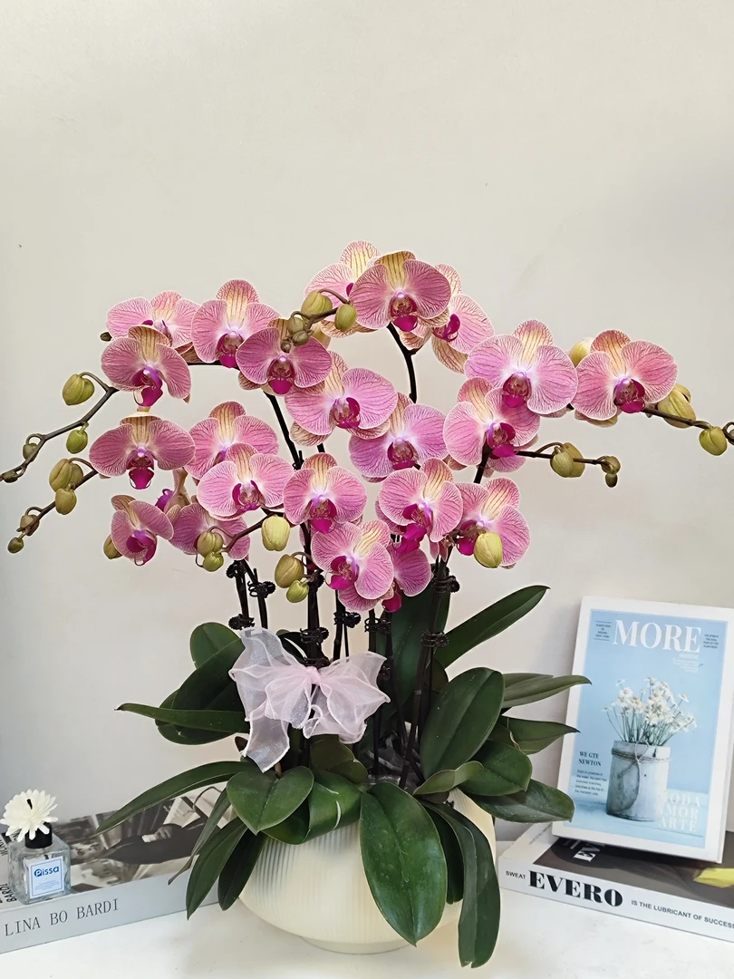 蝴蝶兰 【聚宝橘子】真花 秋冬耐寒花卉 四季开花 多样性发货