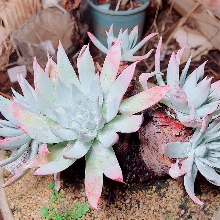 8089苹果叶雪山仙女杯多肉