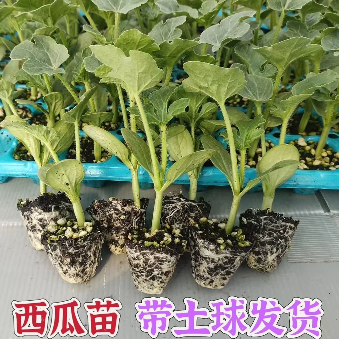 高产西瓜秧苗8424美都麒麟西瓜苗南北方四季种植庭院大棚早熟秧苗