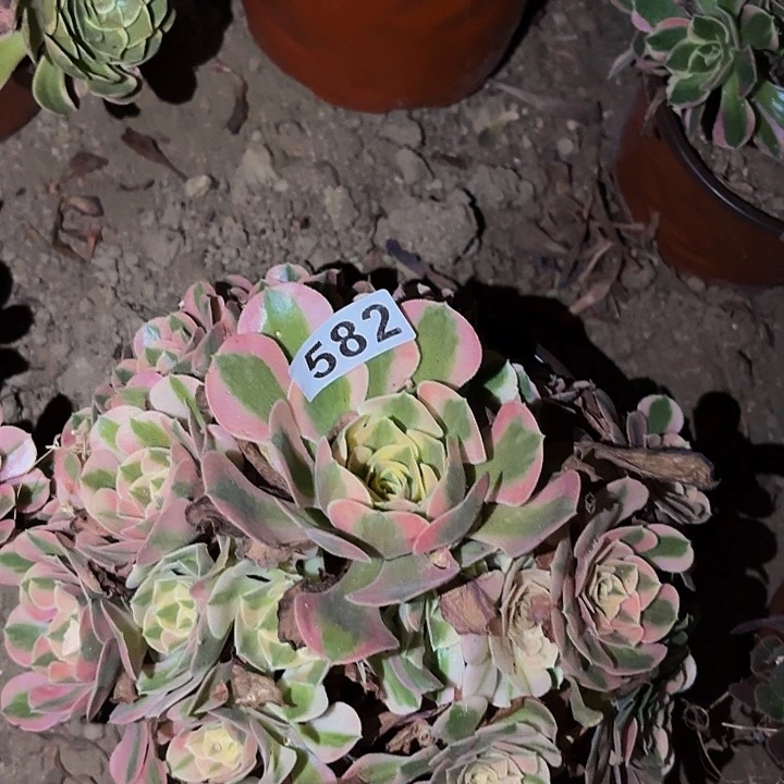 582女神多肉植物不售后
