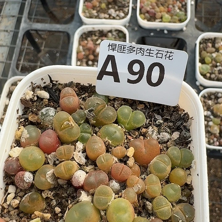 90多肉植物多肉植物