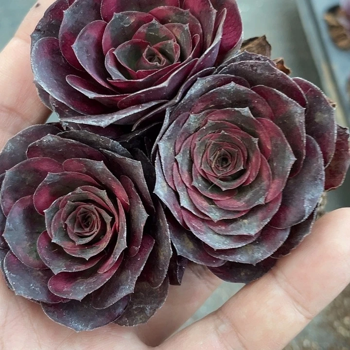 昆明发小穴盘魅金锦三颗4厘米左右