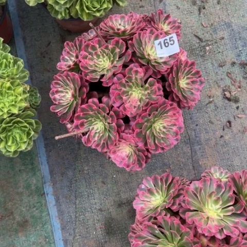 北***虾165铜壶锦朵朵多肉