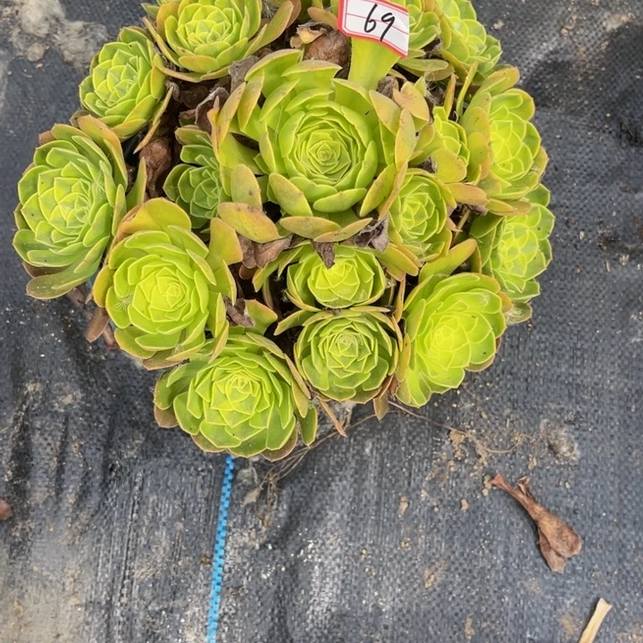 69雨荷多肉植物法师