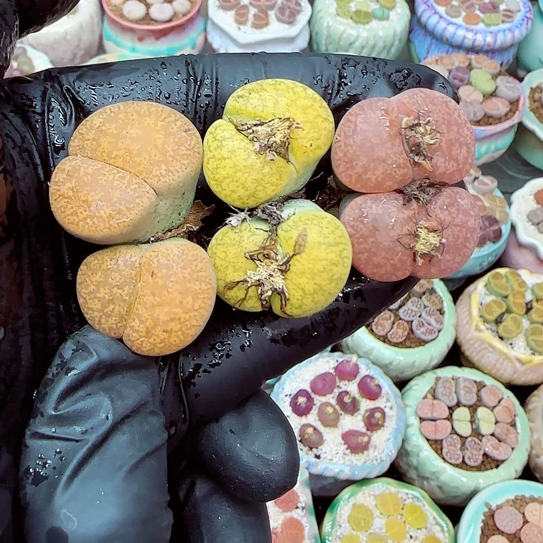 生石花满18包邮1231-15