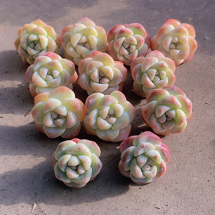 一物一拍，大福利短圆肥胖子单头冰玉12颗