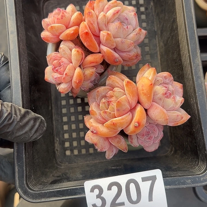 喵***乖3207，俩个四头星影带盆发的