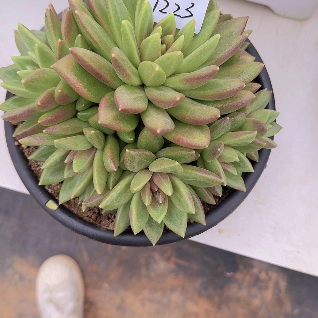 菲***1223迷雾泡泡多肉植物