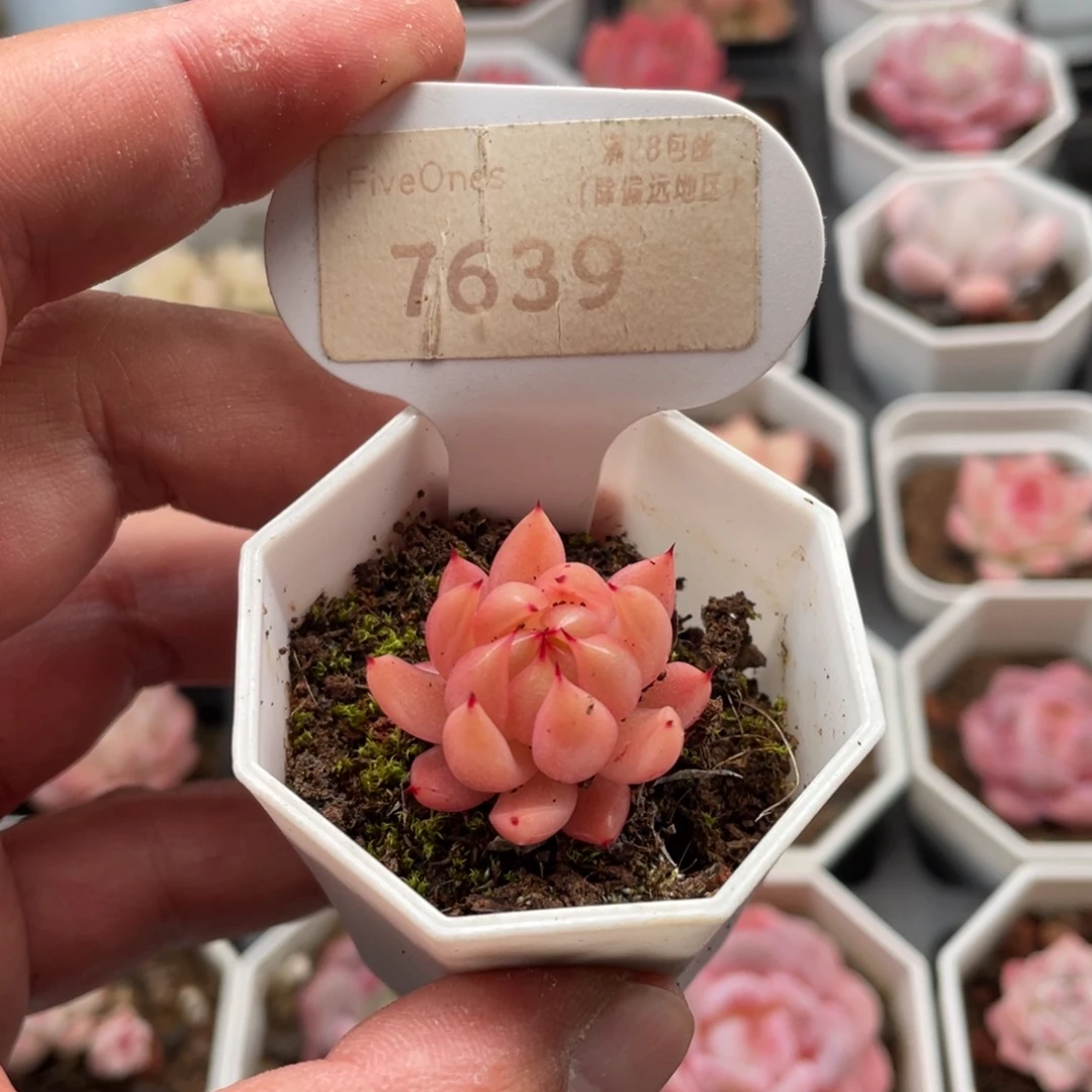 珍妮7639-3.0厘米