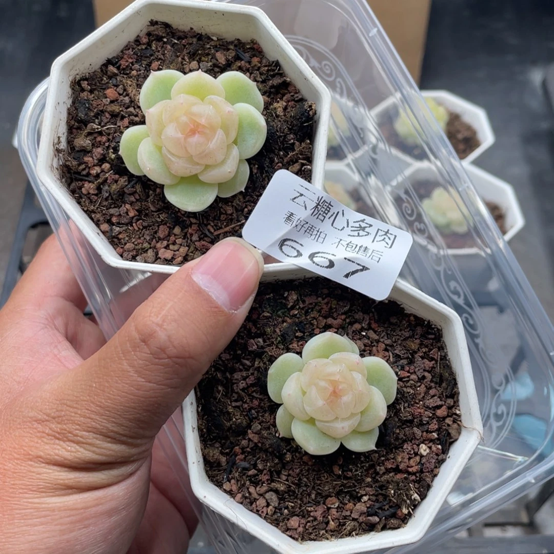 云糖心多肉植物667