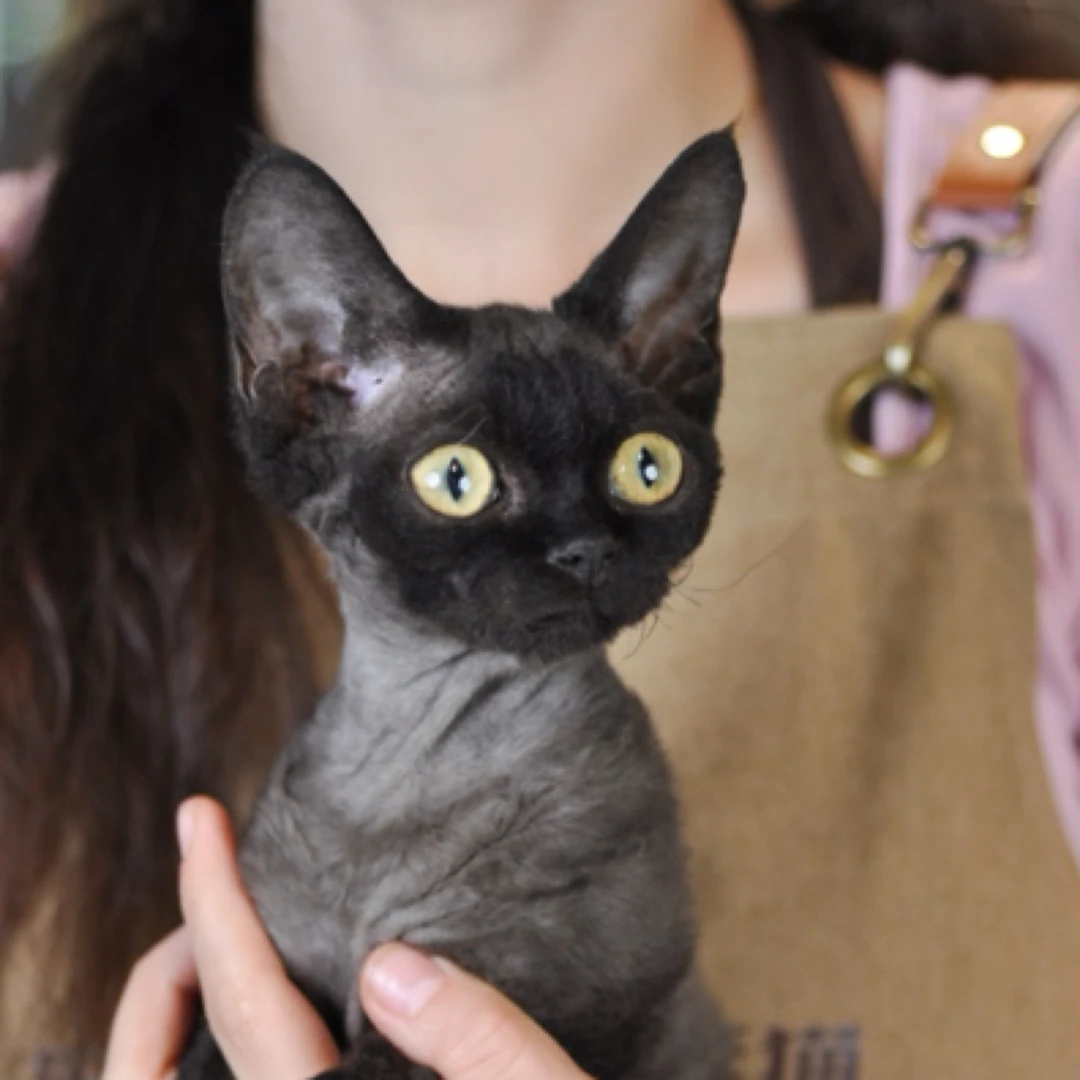 东哥的德文卷毛猫黑妹妹黑女孩雌性