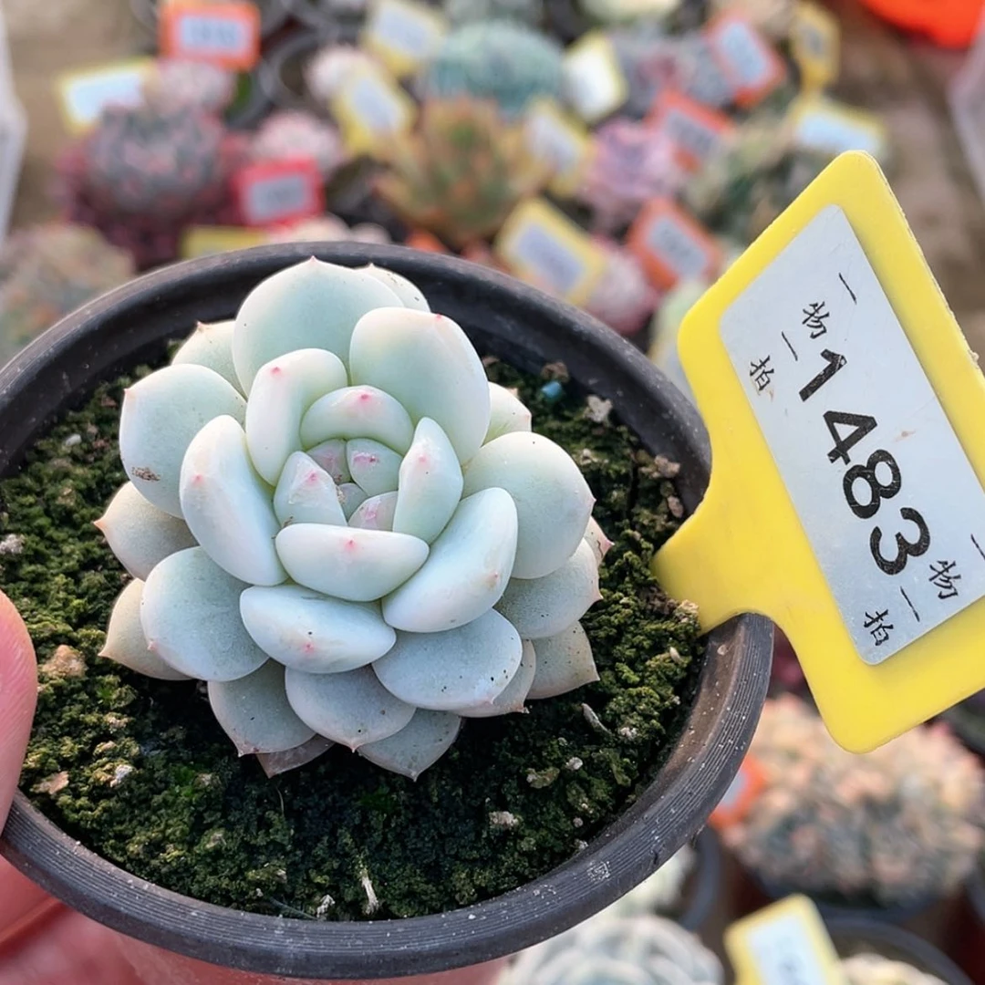 【闪购商品】1483号