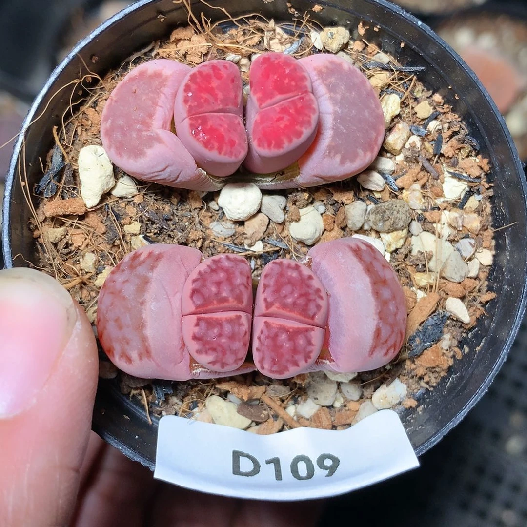 D109多肉植物保护