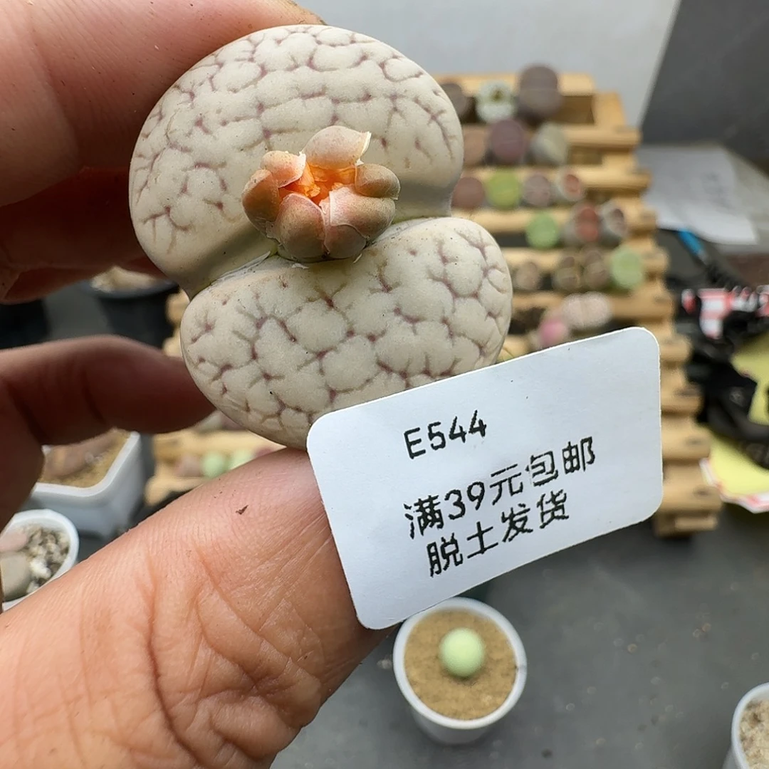 544多肉哈哈哈哈哈哈哈