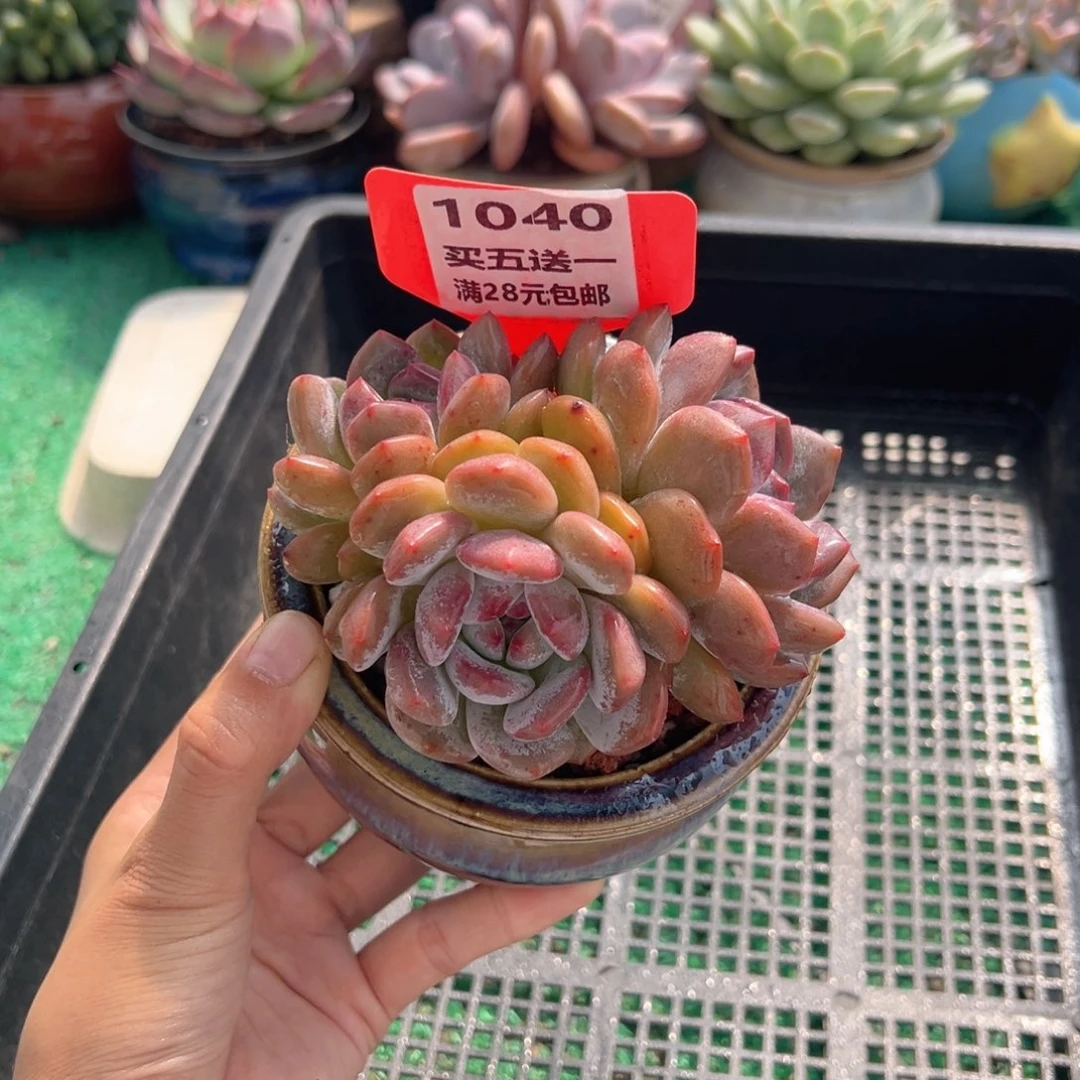 表妹精品多肉植物1040.