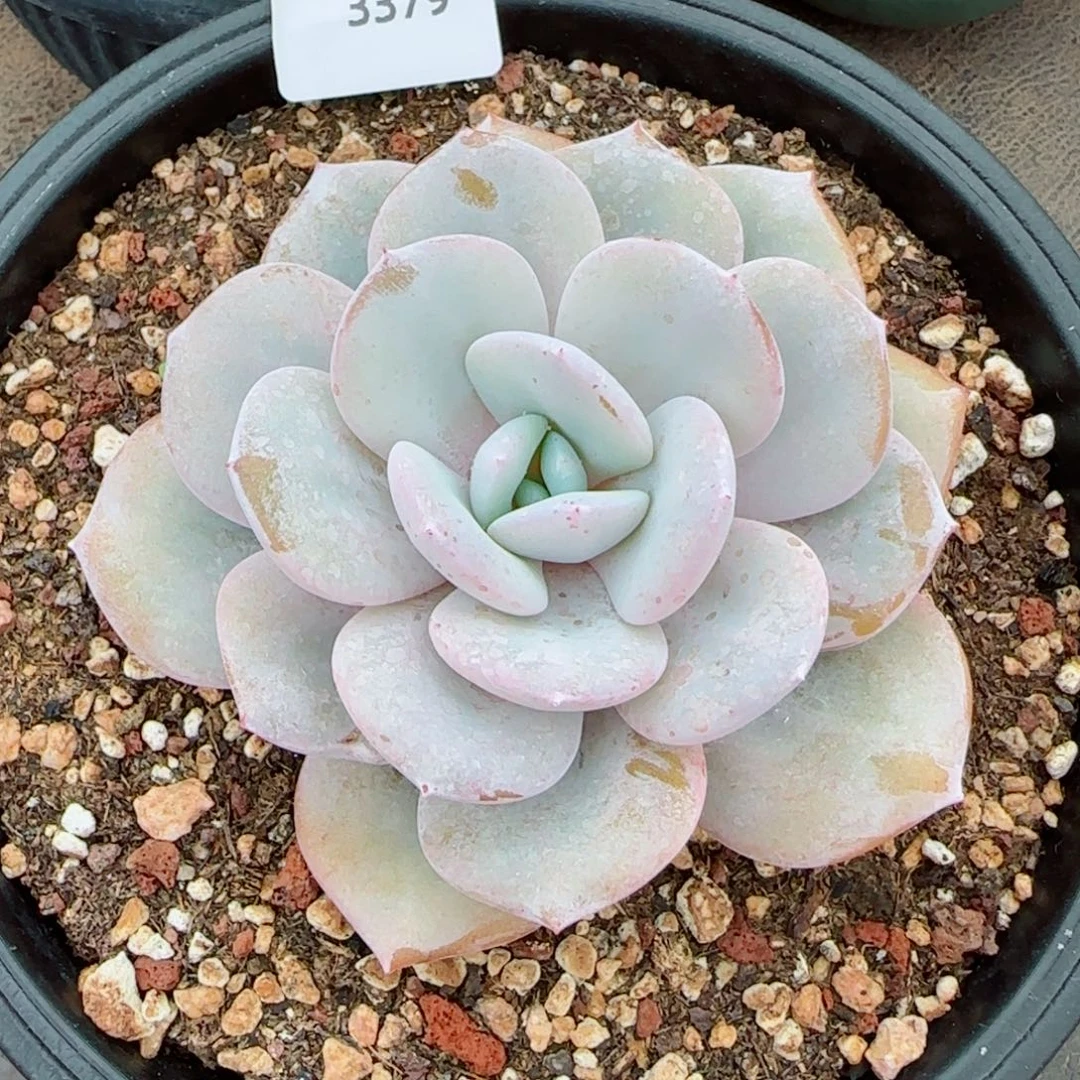 奶茶，3379多肉植物