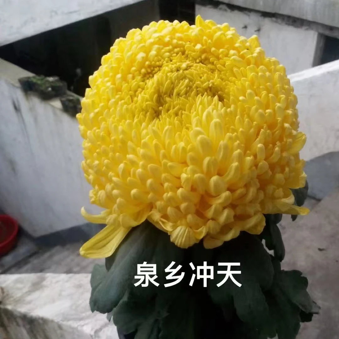 泉乡冲天十五公分花盆大苗一棵