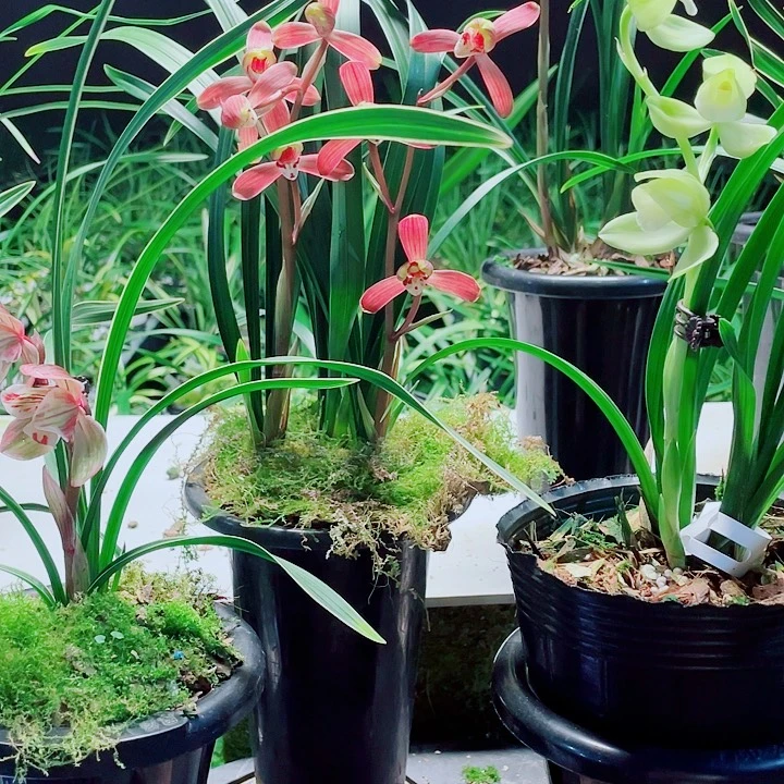 稻***哥完全开放一物一漂亮