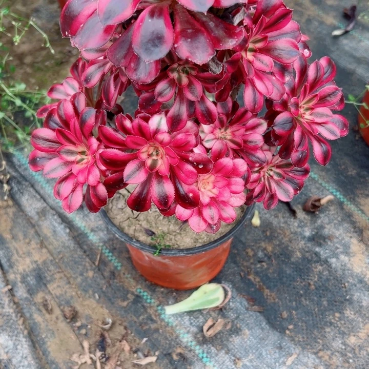 966香奈哦多肉植物