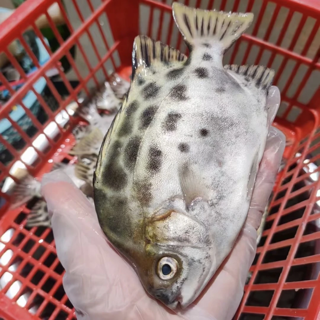 野生金鼓鱼 蔡蔡的至爱的一款海鱼之一 肉嫩鱼味浓油脂香